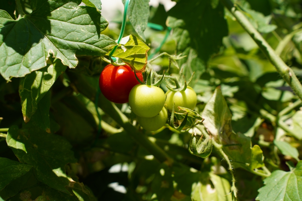 Tomato,Plants,With,New,Baby,Tomatoes,On,It